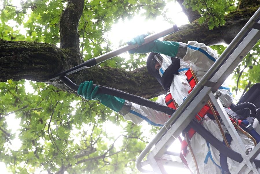 Bauhofarbeiter saugt Eichenprozessionsspinner vom Baum