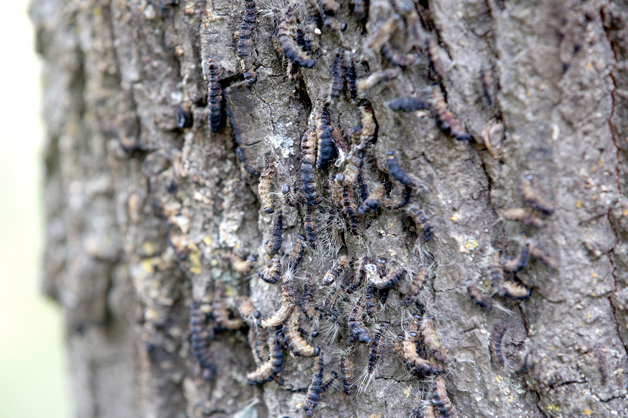 Raupen des Eichenprozessionsspinners an einem Baum
