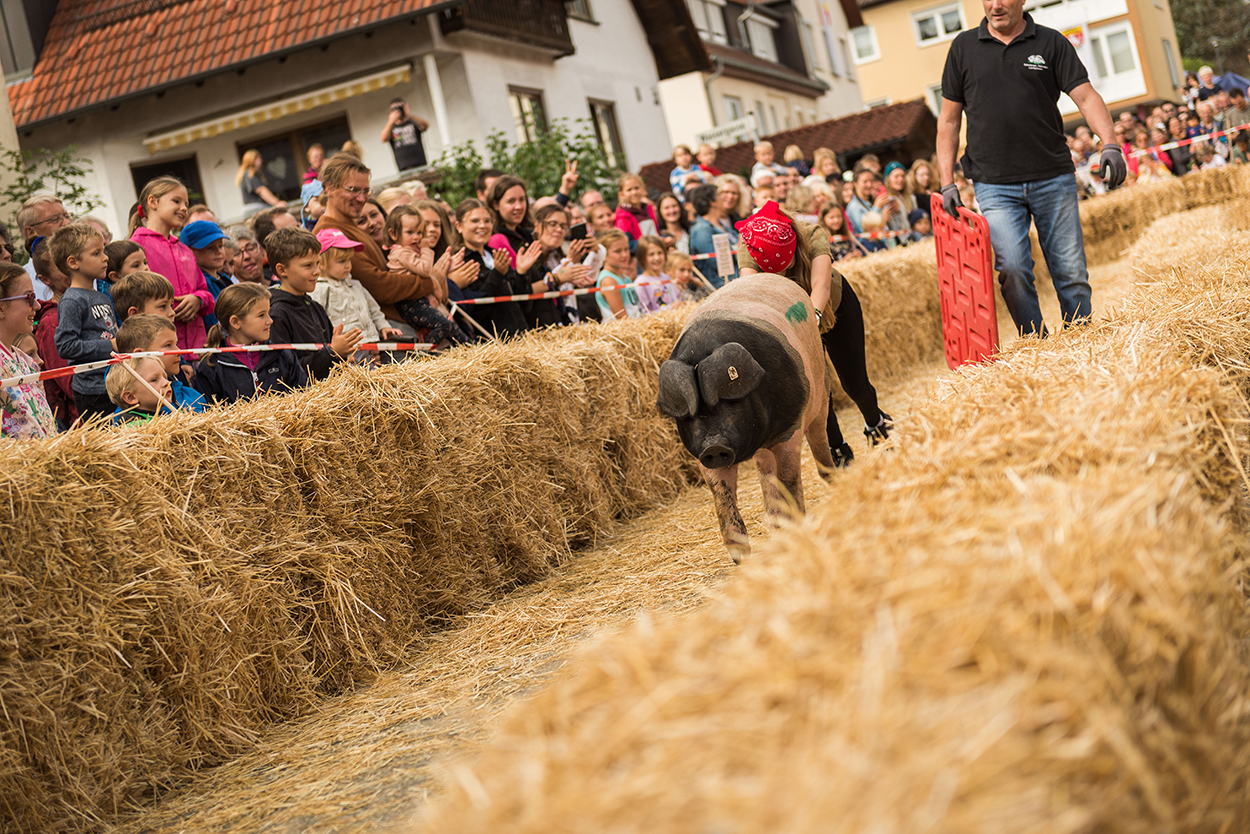 Ein Schwein rennt zwischen Strohlballen vor einem Mann.