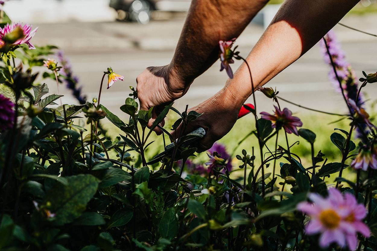 Hände, die in einem Blumenbeet beschäftigt sind