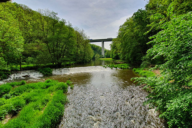 Fluss der durch den Wald fließt